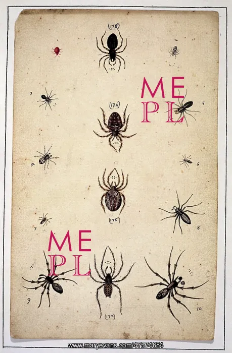 : English spiders by Eleazar Albin : English spiders by Eleazar Albin