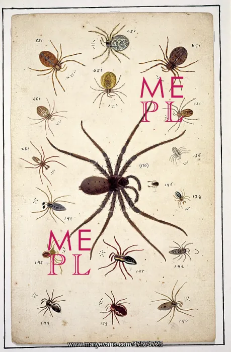 : English spiders by Eleazar Albin : English spiders by Eleazar Albin