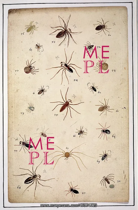 : English spiders by Eleazar Albin : English spiders by Eleazar Albin