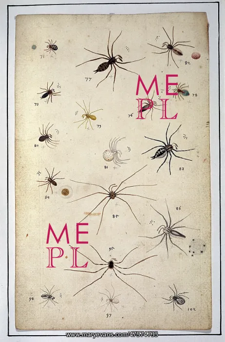 : English spiders by Eleazar Albin : English spiders by Eleazar Albin