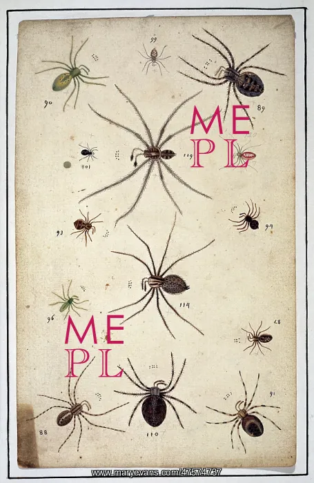 : English spiders by Eleazar Albin : English spiders by Eleazar Albin