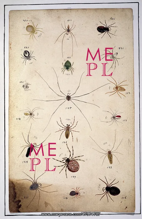 : English spiders by Eleazar Albin : English spiders by Eleazar Albin