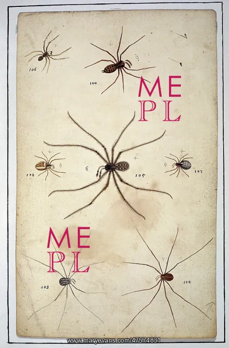 : English spiders by Eleazar Albin : English spiders by Eleazar Albin