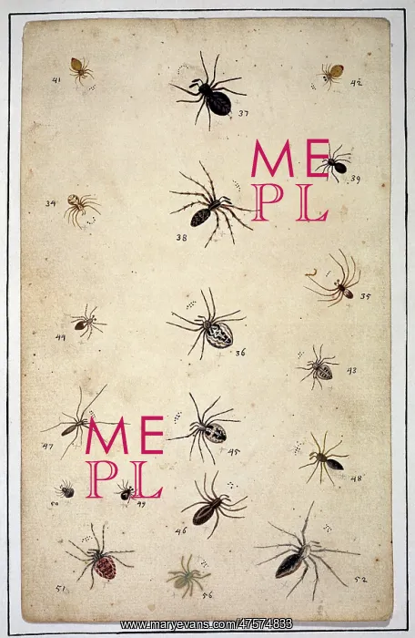 : English spiders by Eleazar Albin : English spiders by Eleazar Albin