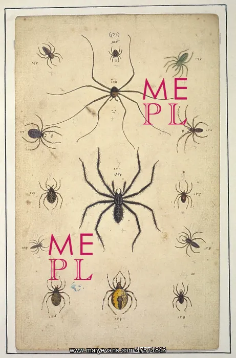 : English spiders by Eleazar Albin : English spiders by Eleazar Albin