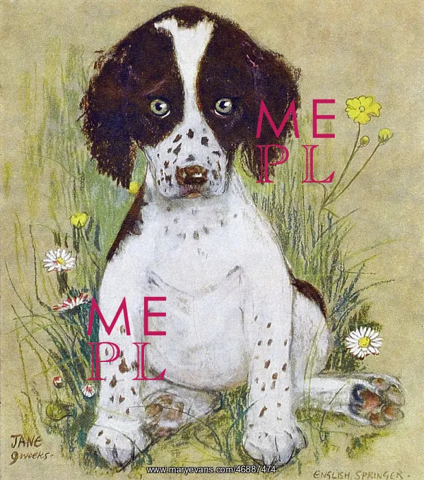 : English Springer Spaniel by Muriel Dawson : English Springer Spaniel by Muriel Dawson