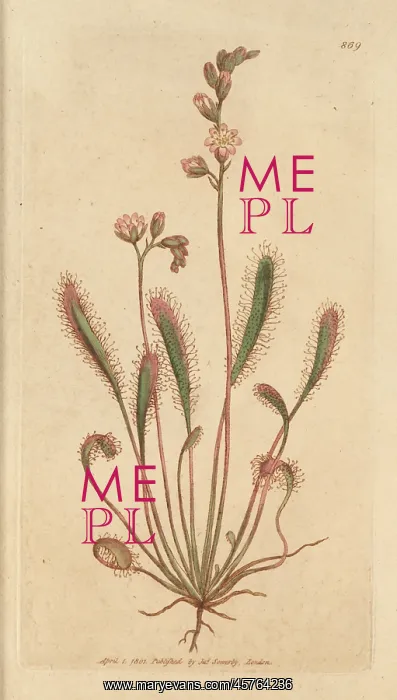 : English sundew, Drosera anglica : English sundew, Drosera anglica
