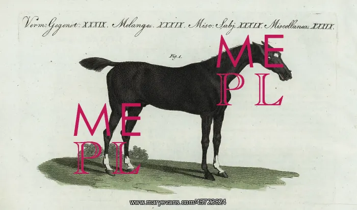 : English thoroughbred flat racing horse : English thoroughbred flat racing horse