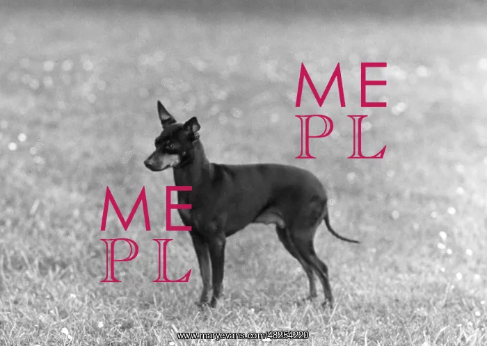  : English Toy Terrier - Fall