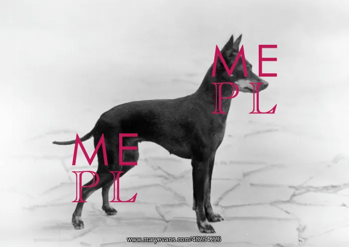  : English Toy Terrier - Fall