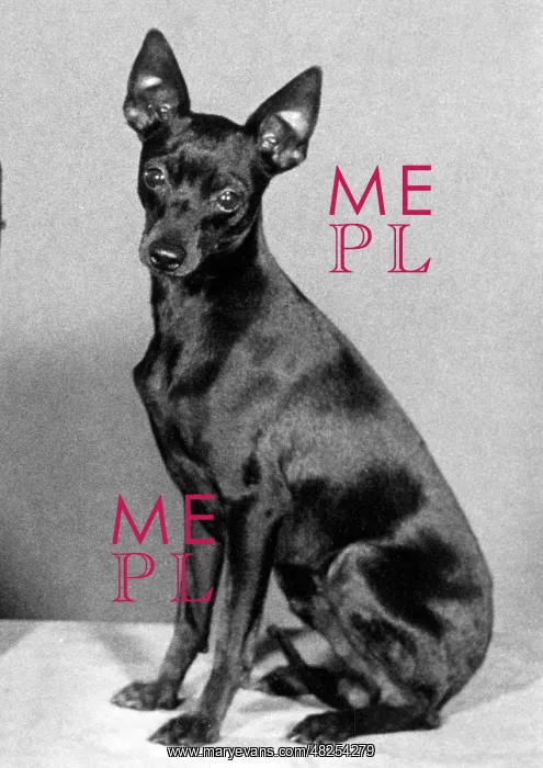 : English Toy Terrier - Fall : English Toy Terrier - Fall