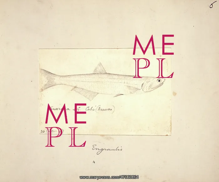 : Engraulis, anchovy : Engraulis, anchovy
