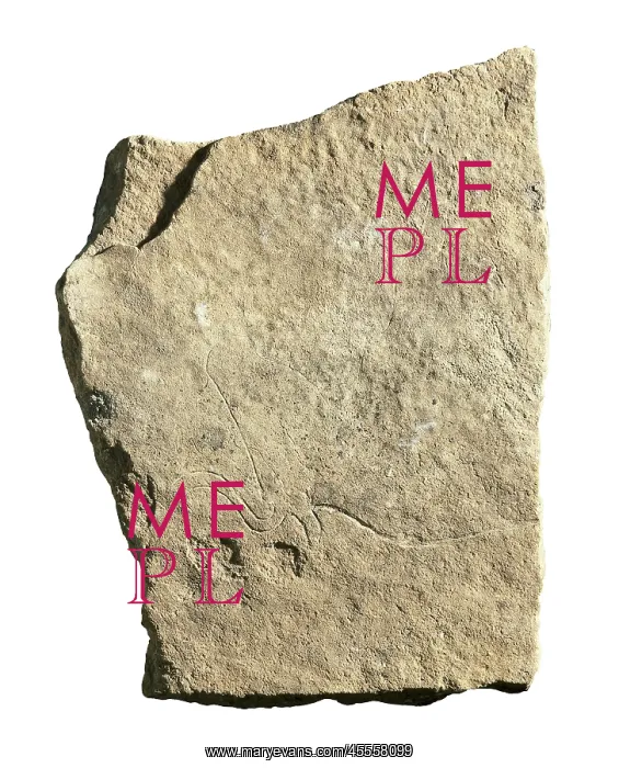 : Engraved drawing of a bull. Upper Paleolithic : Engraved drawing of a bull. Upper Paleolithic