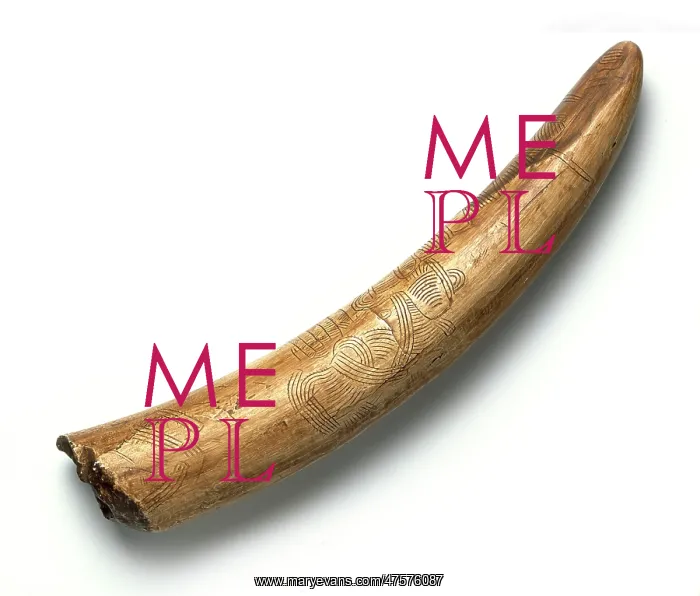 : Engraved mammoth tusk : Engraved mammoth tusk