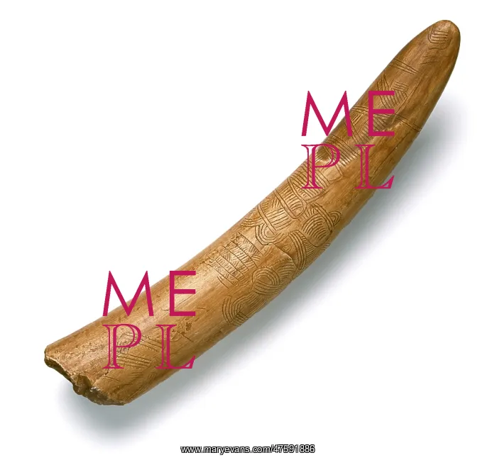: Engraved mammoth tusk : Engraved mammoth tusk