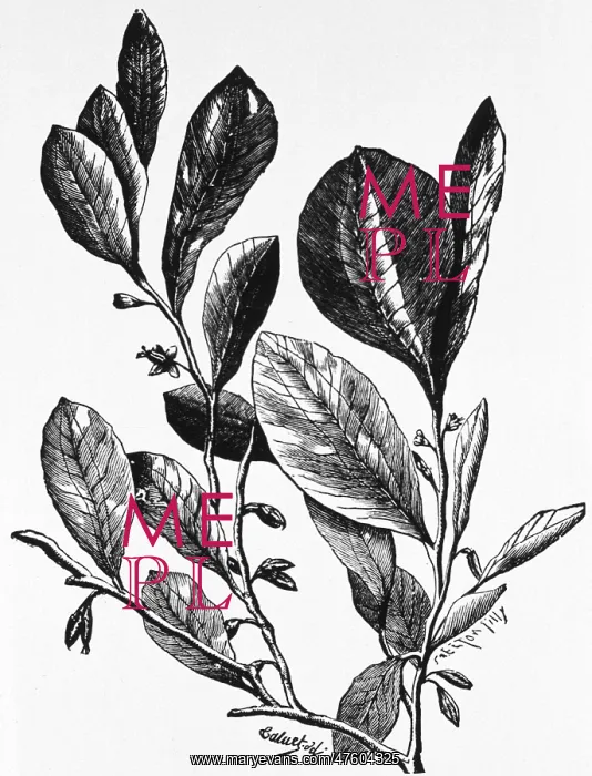 : Engraving of Coca Plant, 1890 : Engraving of Coca Plant, 1890