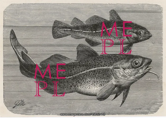 : ENGRAVING OF A COD / 1895 : ENGRAVING OF A COD / 1895