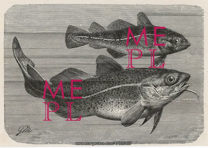 : ENGRAVING OF A COD / 1895 : ENGRAVING OF A COD / 1895