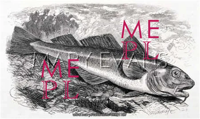  : ENGRAVING OF A COD