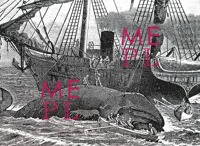 : An engraving the cutting up of a whale : An engraving the cutting up of a whale