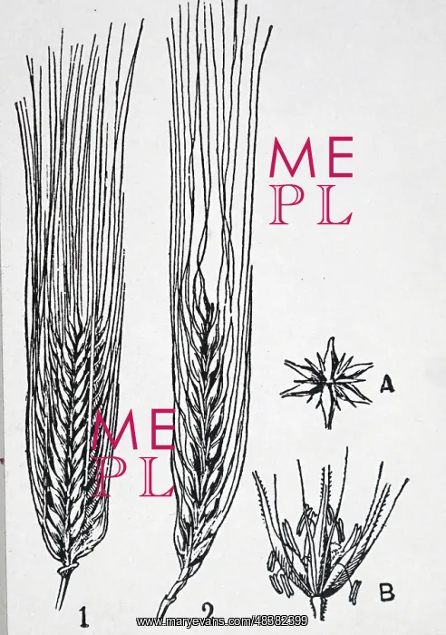 : An engraving depicting 1: Ear of barley with six : An engraving depicting 1: Ear of barley with six