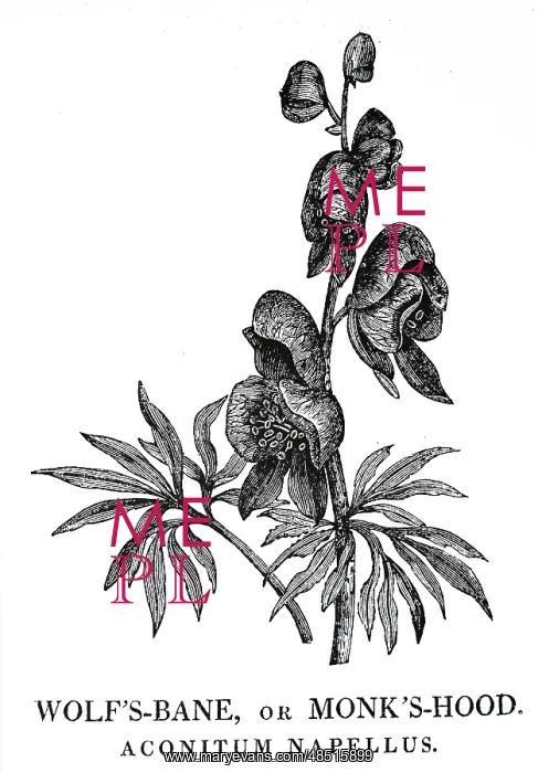: An engraving depicting Aconitum Napellus : An engraving depicting Aconitum Napellus