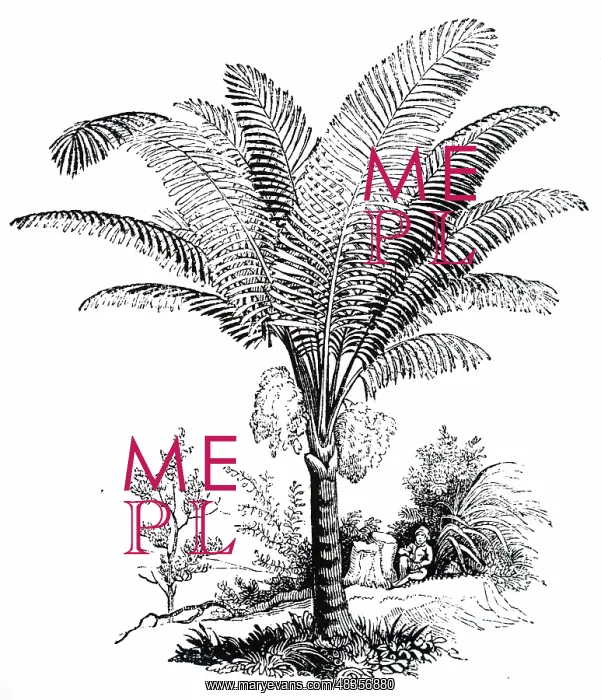 : An engraving depicting Arenga pinnata : An engraving depicting Arenga pinnata