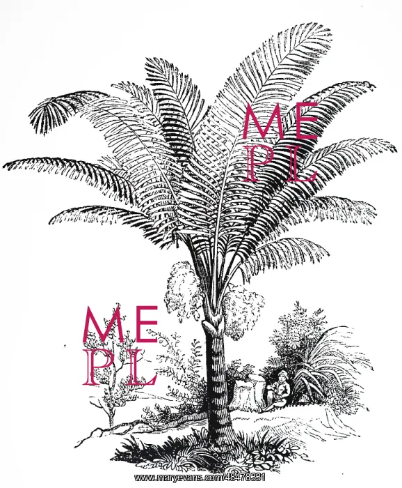 : An engraving depicting Arenga pinnata : An engraving depicting Arenga pinnata