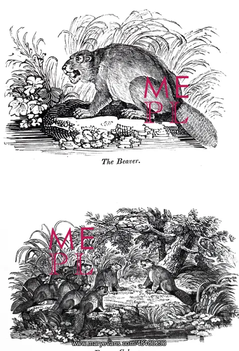  : An engraving depicting a beaver