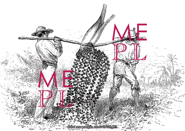 : An engraving depicting Botanising in Columbia: : An engraving depicting Botanising in Columbia: