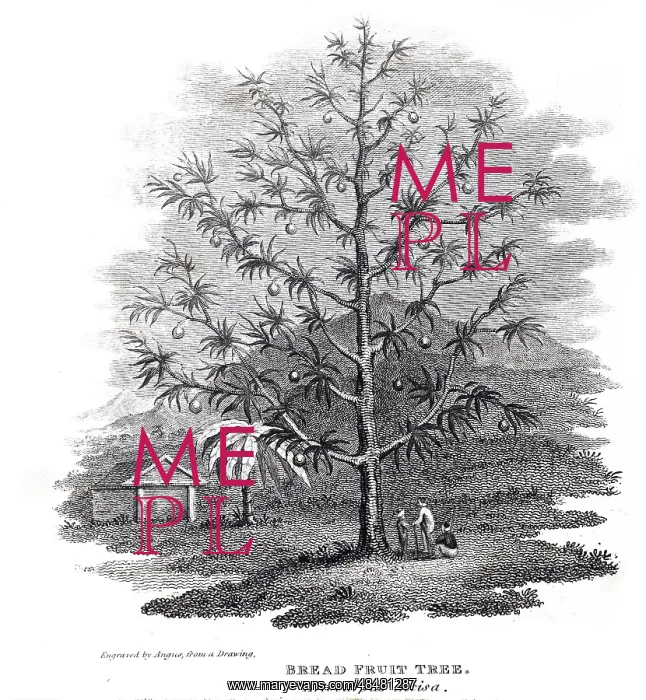 : An engraving depicting Breadfruit tree from Otaheite : An engraving depicting Breadfruit tree from Otaheite
