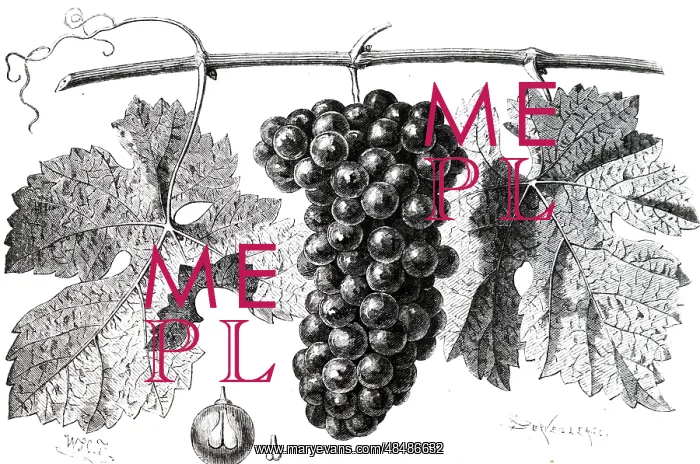 : An engraving depicting Cabernet Sauvignon, grapes. 1870