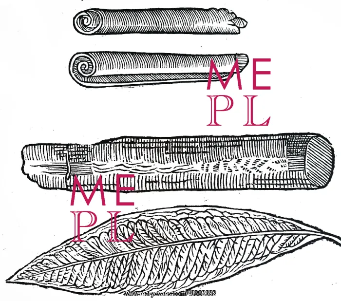 : An engraving depicting Cinnamon: 1640 : An engraving depicting Cinnamon: 1640