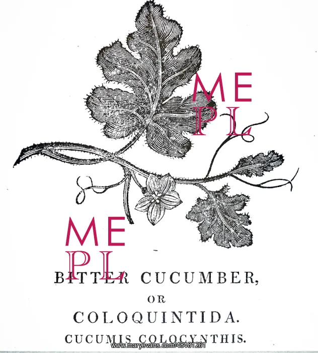 : An engraving depicting CITRULLUS COLOCYNTHIS (Bitter : An engraving depicting CITRULLUS COLOCYNTHIS (Bitter