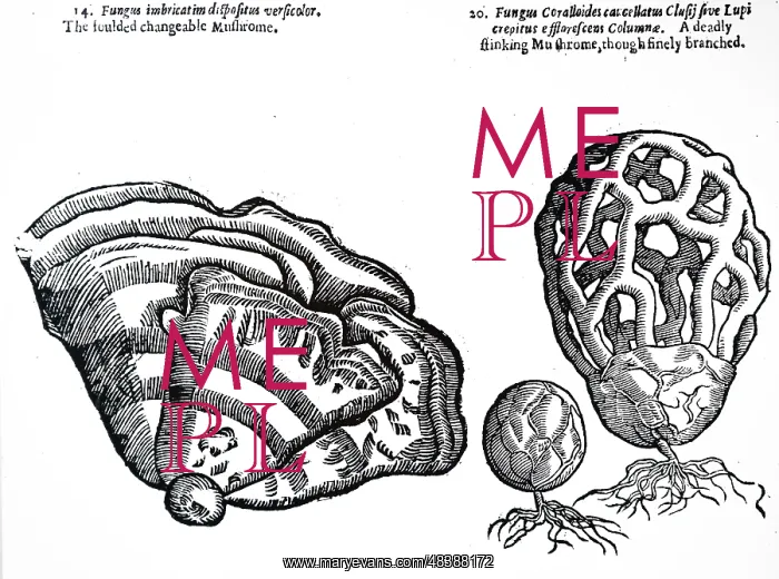 : An engraving depicting Clathrus ruber (right) : An engraving depicting Clathrus ruber (right)