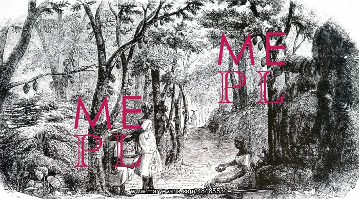 : An engraving depicting the cocoa plantation on : An engraving depicting the cocoa plantation on