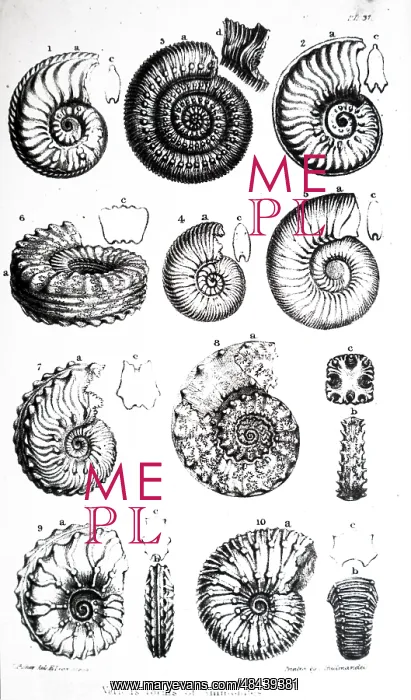 : An engraving depicting a collection of various Ammonites : An engraving depicting a collection of various Ammonites