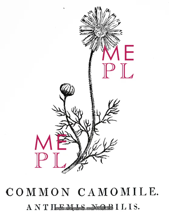 : An engraving depicting Common Camomile : An engraving depicting Common Camomile