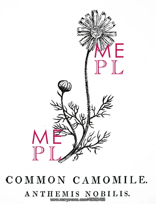 : An engraving depicting Common Camomile : An engraving depicting Common Camomile