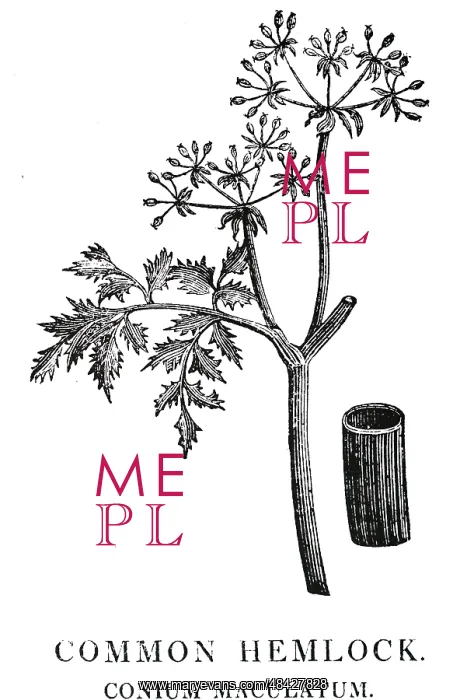 : An engraving depicting CONIUM MACULATUM: Hemlock : An engraving depicting CONIUM MACULATUM: Hemlock