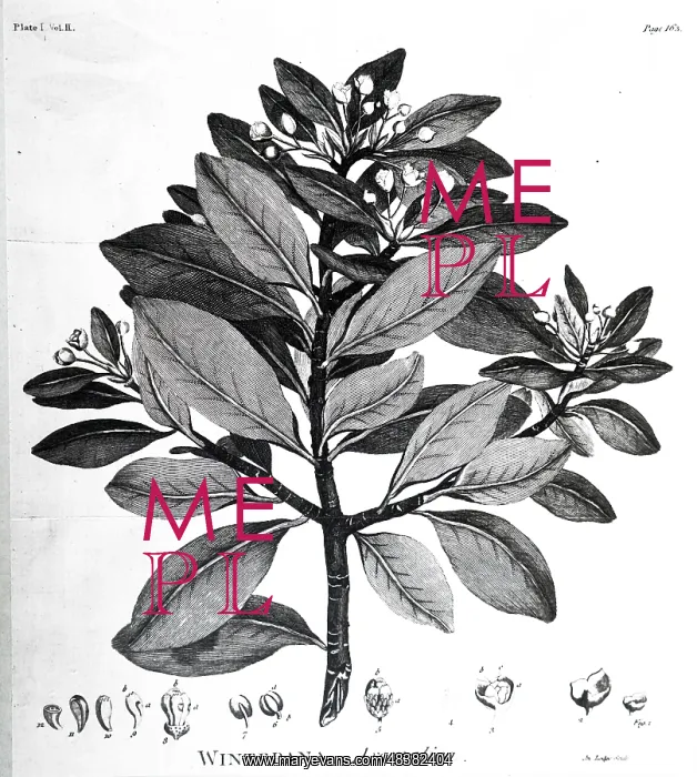: An engraving depicting Cortex Winteranus or Magellanicus : An engraving depicting Cortex Winteranus or Magellanicus
