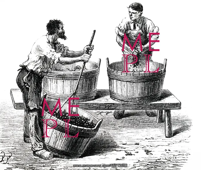 : An engraving depicting the crushing of grapes : An engraving depicting the crushing of grapes