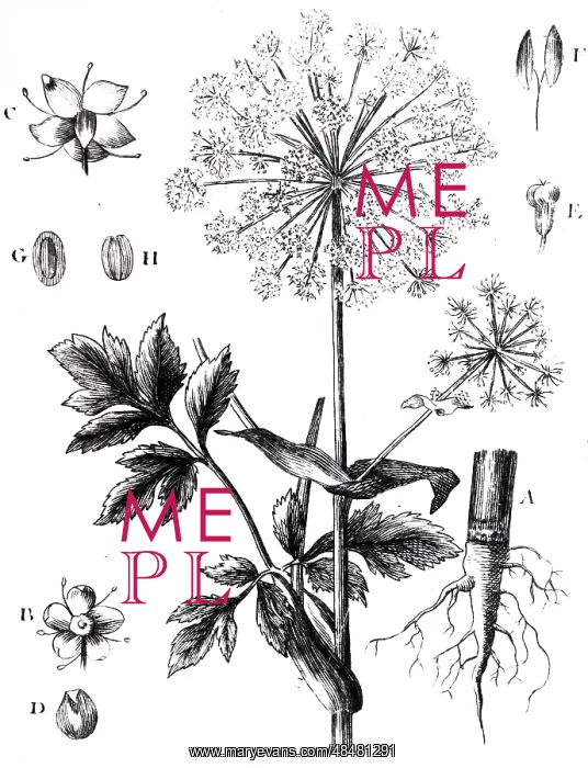 : An engraving depicting Culinary ANGELICA : An engraving depicting Culinary ANGELICA