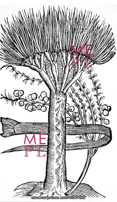 : An engraving depicting Dracaena Draco: the Dragon Tree : An engraving depicting Dracaena Draco: the Dragon Tree