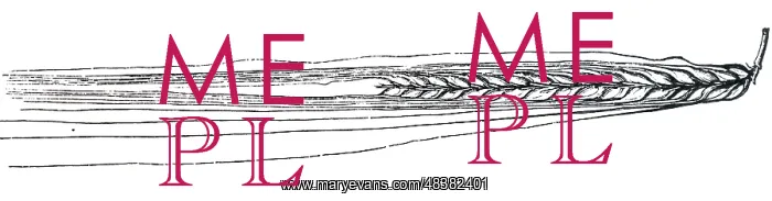 : An engraving depicting an ear of Barley : An engraving depicting an ear of Barley