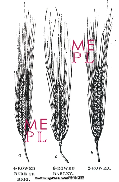: An engraving depicting Ears of Barley. Engraving : An engraving depicting Ears of Barley. Engraving