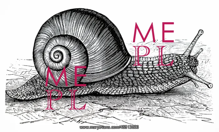 : An engraving depicting an Edible or Vine snail : An engraving depicting an Edible or Vine snail