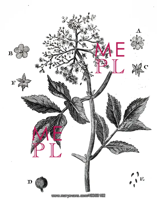 : An engraving depicting Elder flower; which had : An engraving depicting Elder flower; which had