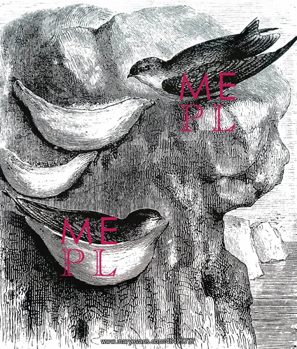  : An engraving depicting esculent swallow