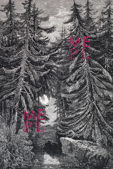 : An engraving depicting Fir trees : An engraving depicting Fir trees